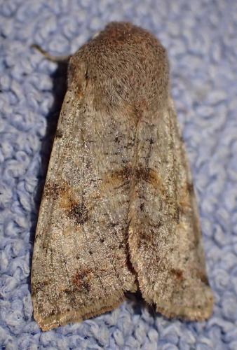 Réf. 244 264 : Orthosia incerta